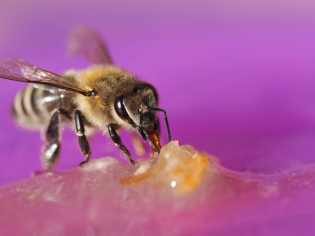 Ein Wörterbuch für alle&nbsp;Bienenfreunde